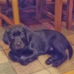 Meet your Posher, Bradin